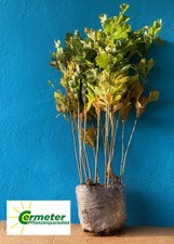 10 Stück XXL Topfpflanzen