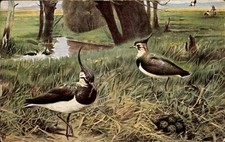 Künstler Ak Kuhnert, Wilh., Kiebitz - 11258768