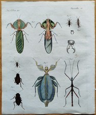 Heuschrecke Mantis - Bertuch