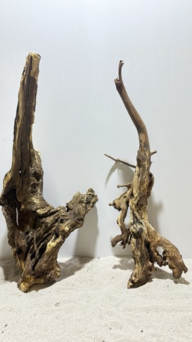 Flusswurzel ähnlich mangrove - flusswurzel,