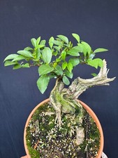 Forsythie Bonsai Prebonsai Rohling Rohware 112