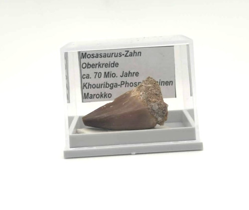 Schöner mosasaurus zahn - 1,