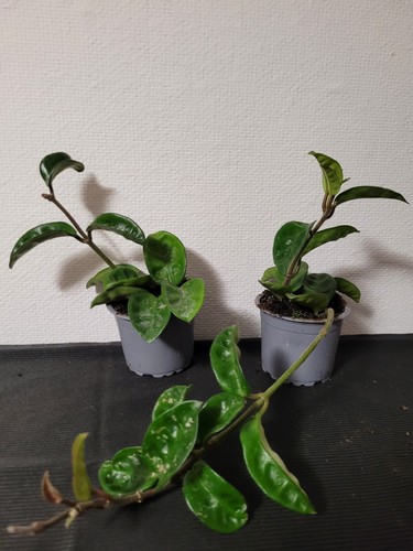 Hoya crinkle wachsblume - 8,