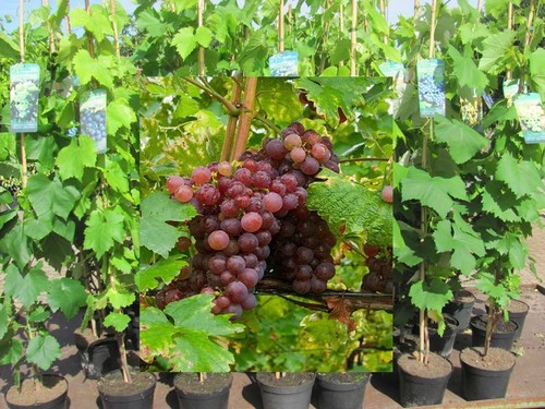 Vitis vinifera muskat bleu - vitis,