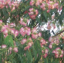 super Blumen SAMEN exotische