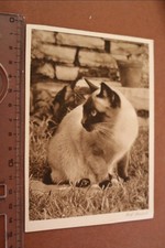 tolle alte Fotokarte Portrait Katze - Rolf Herrlich 1942