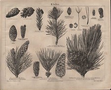 Lithografie 1876: Kiefer