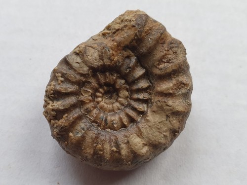 Androgynoceras maculatum - ,