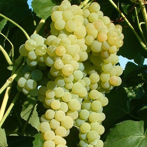 Lakemont pilzfester wein - pilzfester,