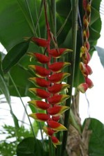 Kpb184tg heliconia wagnerian - heliconia,