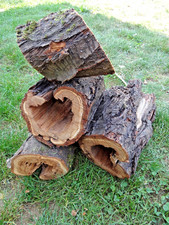 Aprikosenholz Hohle Baumstamm