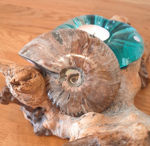 Fossiler ammonit ammolith - ammonit,