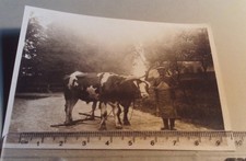 Altes Foto Bauer mit Ochsen