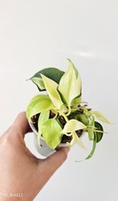 Philodendron Cream Splash