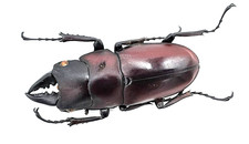 Lucanidae, Prosopocoilus