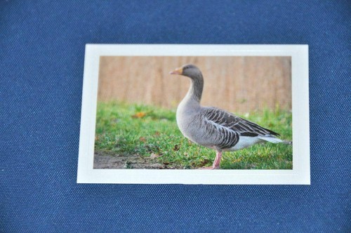 Rewe abenteuer tierwelt - rewe,