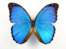 Morpho menelaus occidentalis