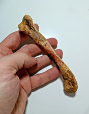 RAR Krokodil Humerus