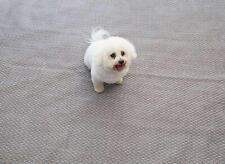 Isabella Flint Zeltteppich