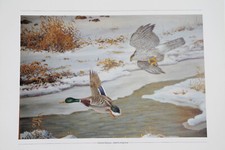Habicht Ente Kunstdruck 40 x