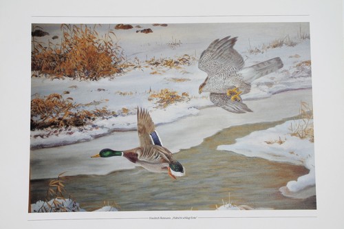 Habicht ente kunstdruck - ente, 40