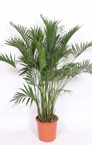 Chamaedorea cataractarum