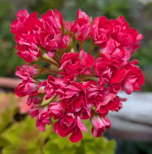 Rosenknospige pelargonie - rosenknospige,