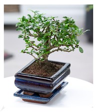 Bonsai Carmona,1 Pflanze Zimmerpflanze
