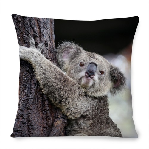 Koala bären kissenbezug - koala,