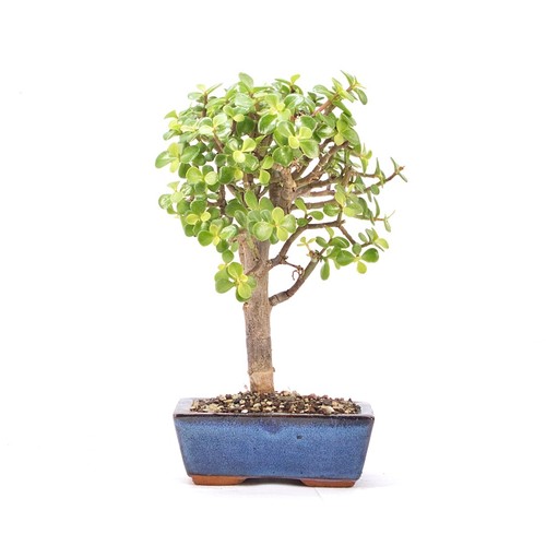 Bonsai speckbaum portulacaria - bonsai,