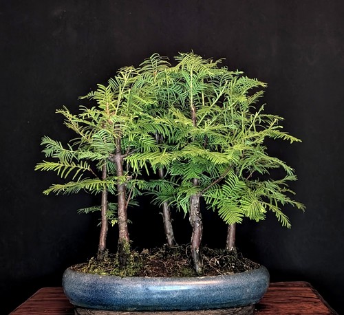 Bonsai urweltmammutbaum - bonsai,