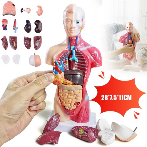 Torso menschliches