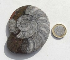 Ammonit scheibe platte - ammonit,