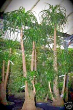 SAMEN ELEFANTENFUSS bizarre