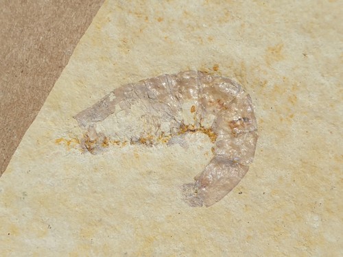 Krebs magila fossil - -,