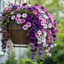 80001090 Petunie Violin Mix