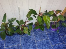 Philodendron Red Emerald 