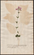 Tausendgüldenkraut Centaurium