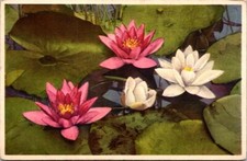 Vintage postcard nymphaea - vintage,