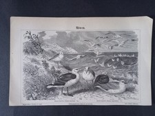 Antiker Holzstich „Möwen”