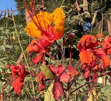 Mexican Red Bird of Paradise
