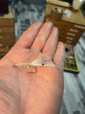 1 St PATTEGRISEN MEERFORELLE