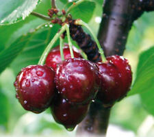 Kirschbaum 'Sweetheart'®​​​​​- süße Herzkirsche - winterharte Pflanze 140-170cm