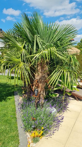 Palmen samen trachycarpus - samen,