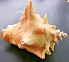 Groß Riesenmuschel Trompete echte Muschel Meeresschnecke (meiner Meinung nach)