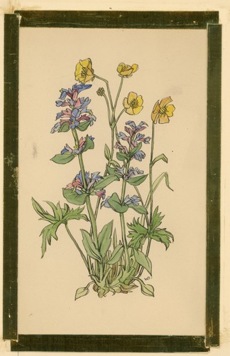 Brunella gelbe wiesenblume - gelbe,