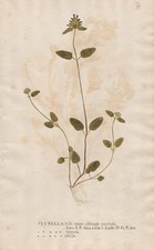 self-heals Braunellen Botanik