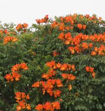 SAMEN Afrikanischer Tulpenbaum Frühling naht: Garten-Saison Flur duftende Blume