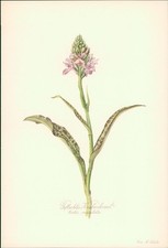 Geflecktes Knabenkraut - Orchis maculata. Druck nach Aquarell von Elsa M. Felsko