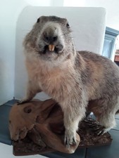 Präparat /Ausgestopft /Murmeltier /Dekoration/ Tierpräparat